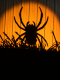 Spider Spooky Spike